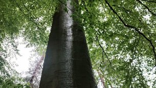 Zoniënwoud moet dringend verjongen