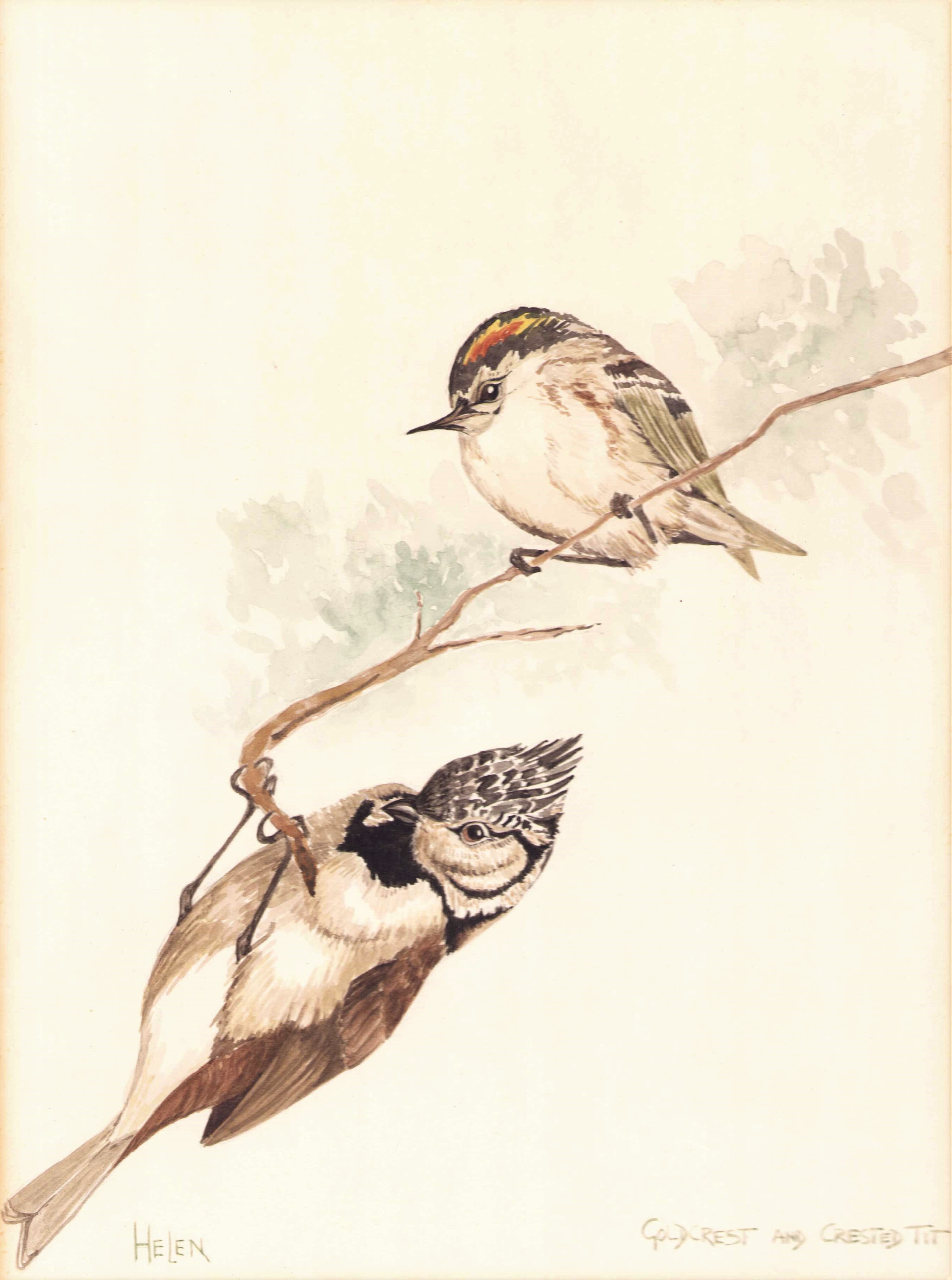 Goldcrest and Crested Tit | Common Wren and Crested Titmouse