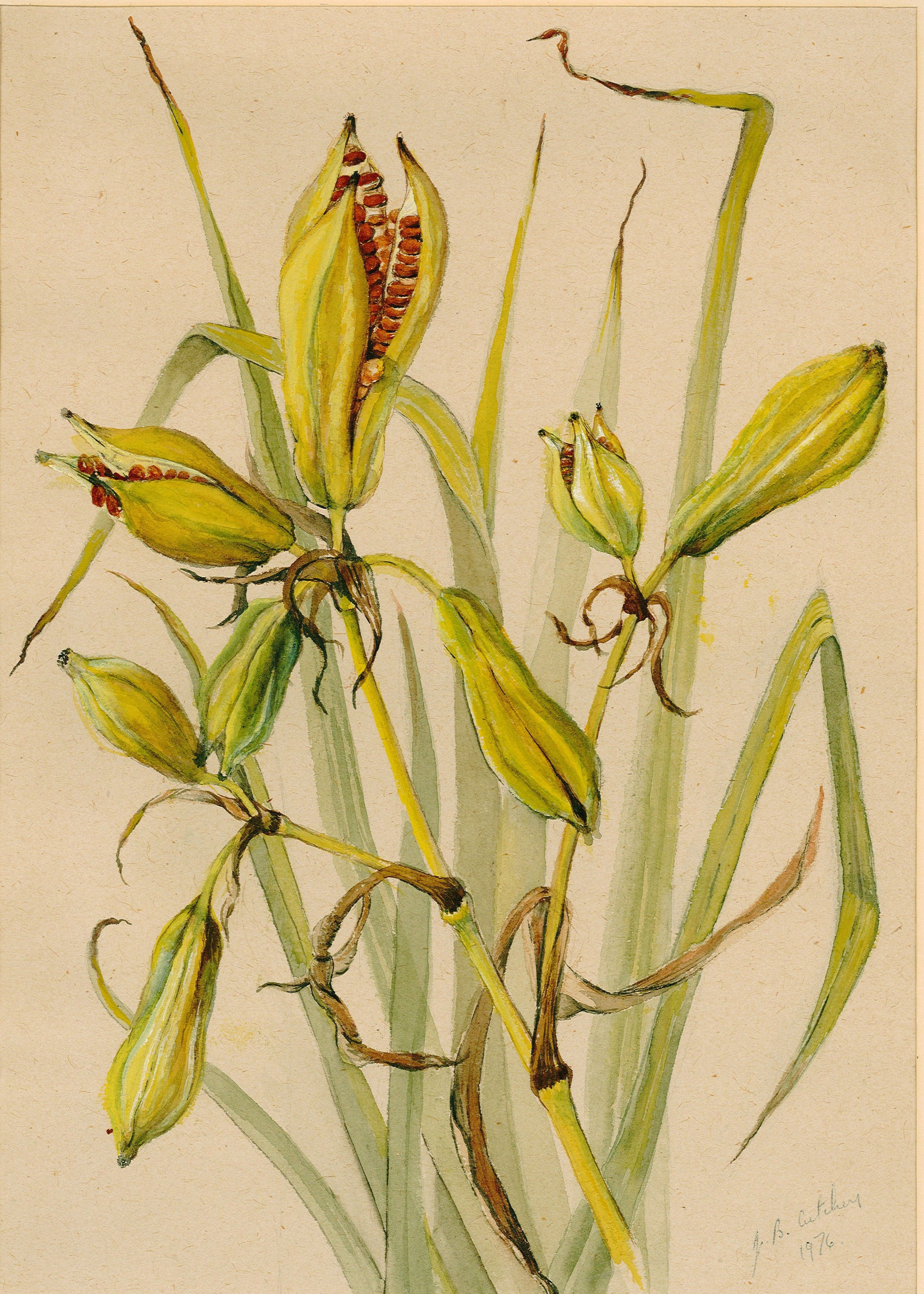 Iris Pseudacorus Fruit | Marsh Iris Yellow Iris Yellow Flag Iris