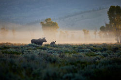 260826_YSGTNP_0027