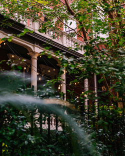 Courtyard garden detail