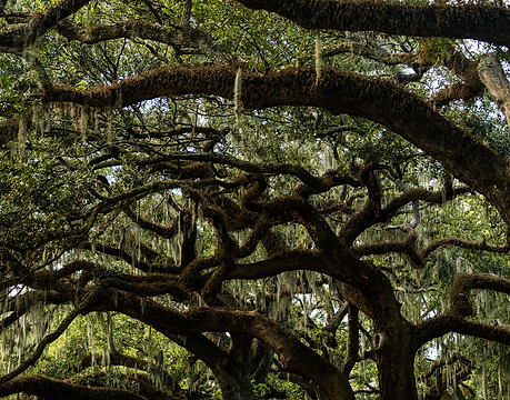 Majestic oak tree lined street 