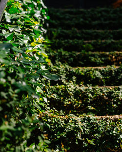 Ivy-covered stairs at the entrance