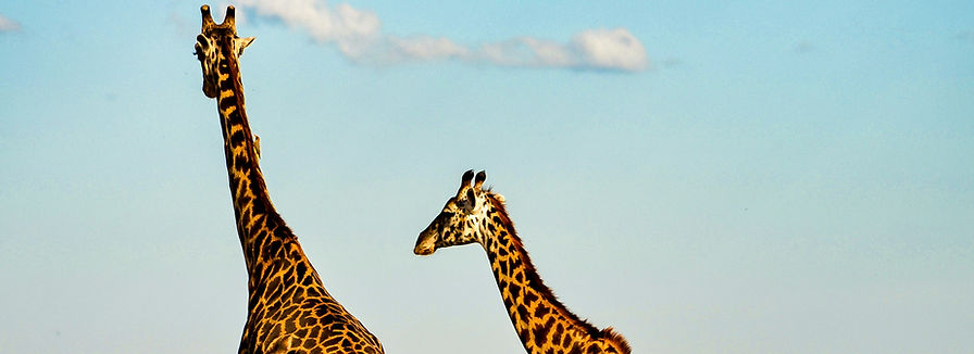 maasai giraffe in natron Tanzania