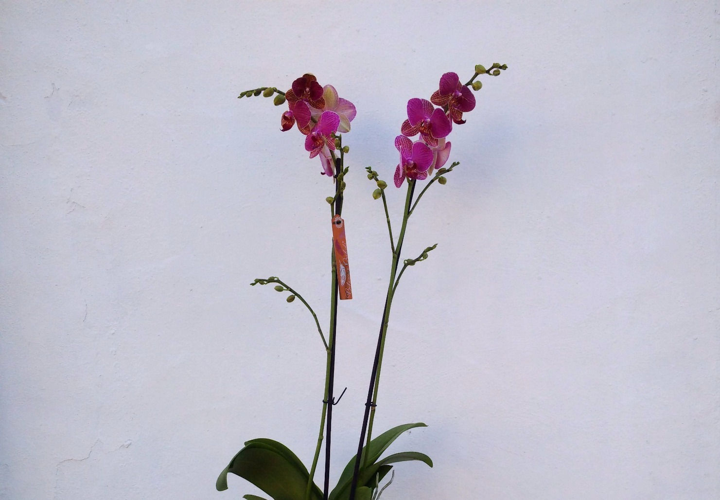 Purple Patchwork Orchid