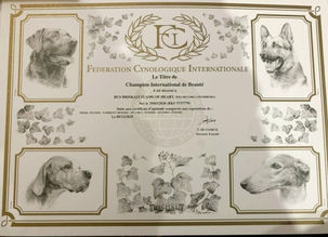 Официально🔥❤️Харти❤️🔥💫 ИНТЕРЧЕМПИОН / INTERCHAMPION 💫