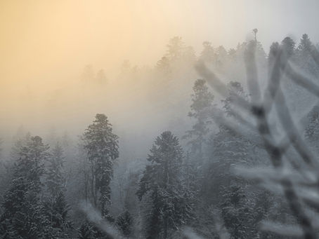 What Lives Within : How Grief touches Mental Health, and the Path Back to Wholeness