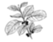 Capture d’écran (10).png