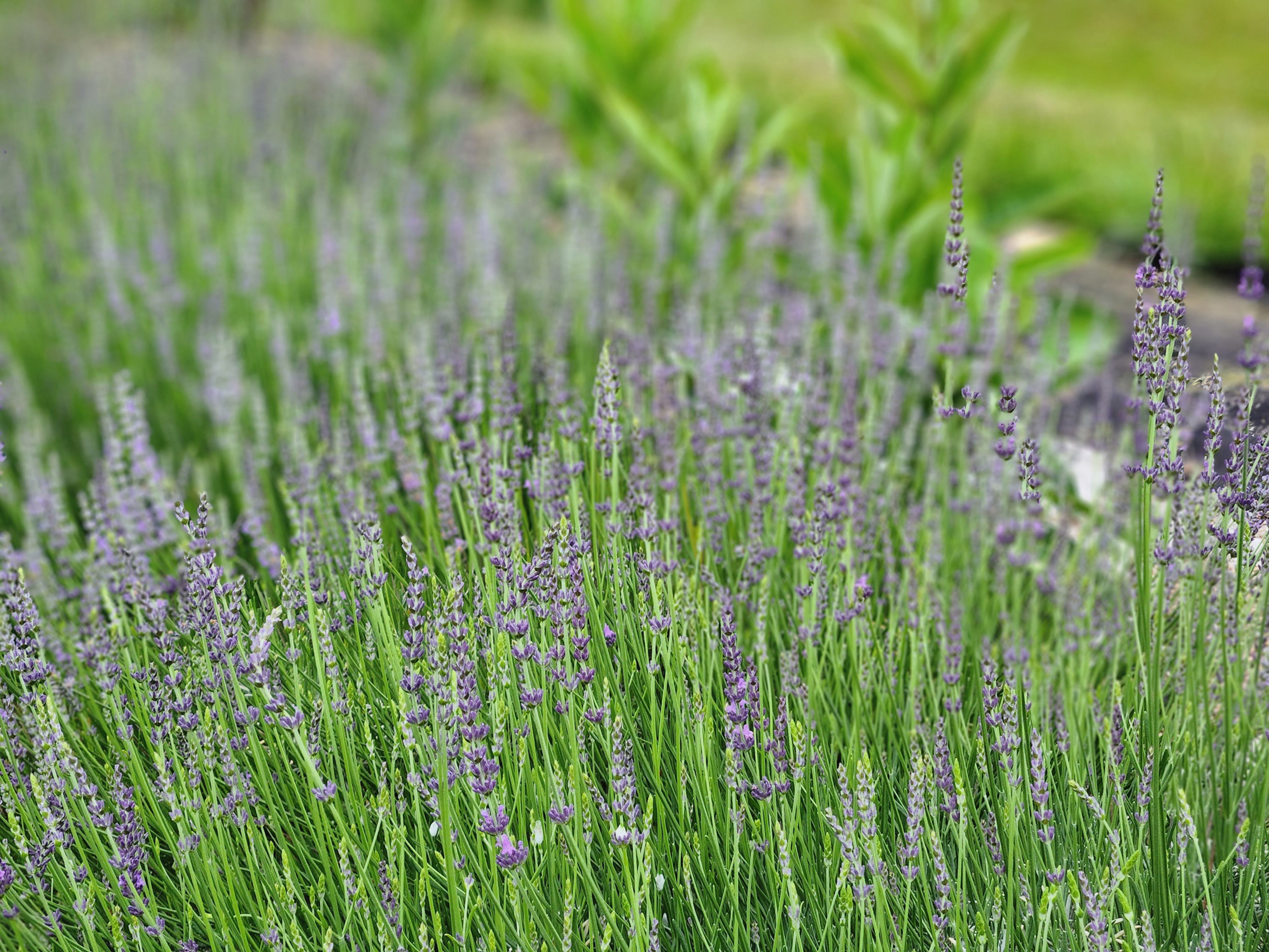 Footnote Farm Deodorant