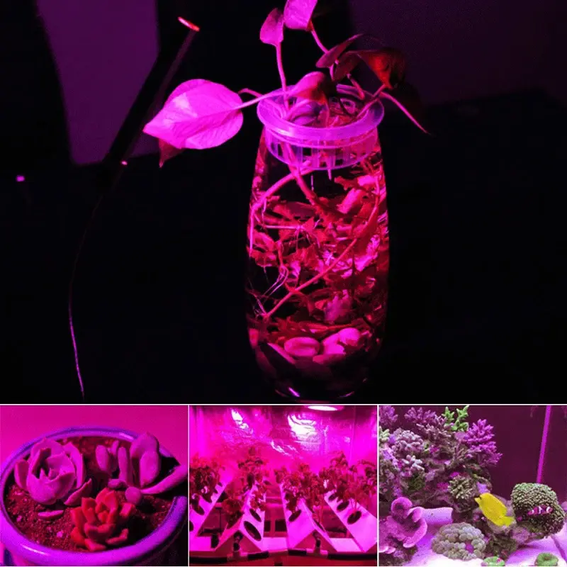 Thumbnail: 5Pcs LED Grow COB Light Chip Full Spectrum AC 220V 10W 20W 30W 50W No Need