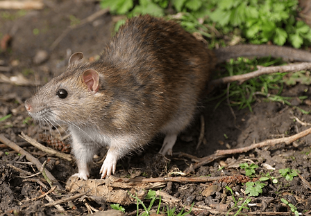 Rat Pic lite.png