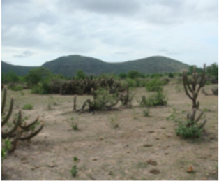 CAATINGA.png