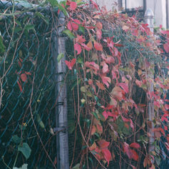 yuko's diary 11/30/20