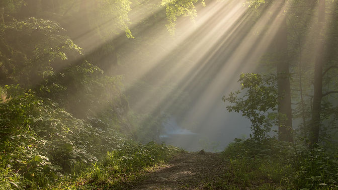 Forrest Sunrays.jpg