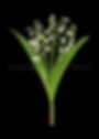 56 Lily of the Valley