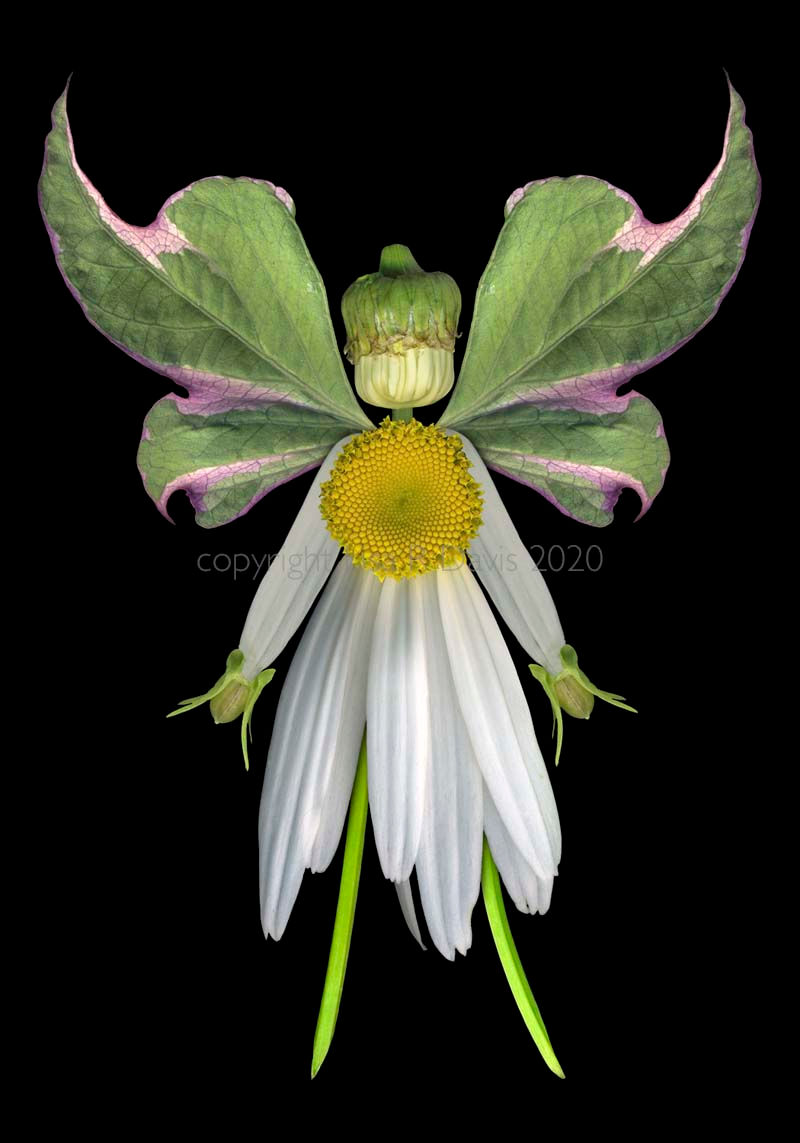 130FA Sweet Daisy
