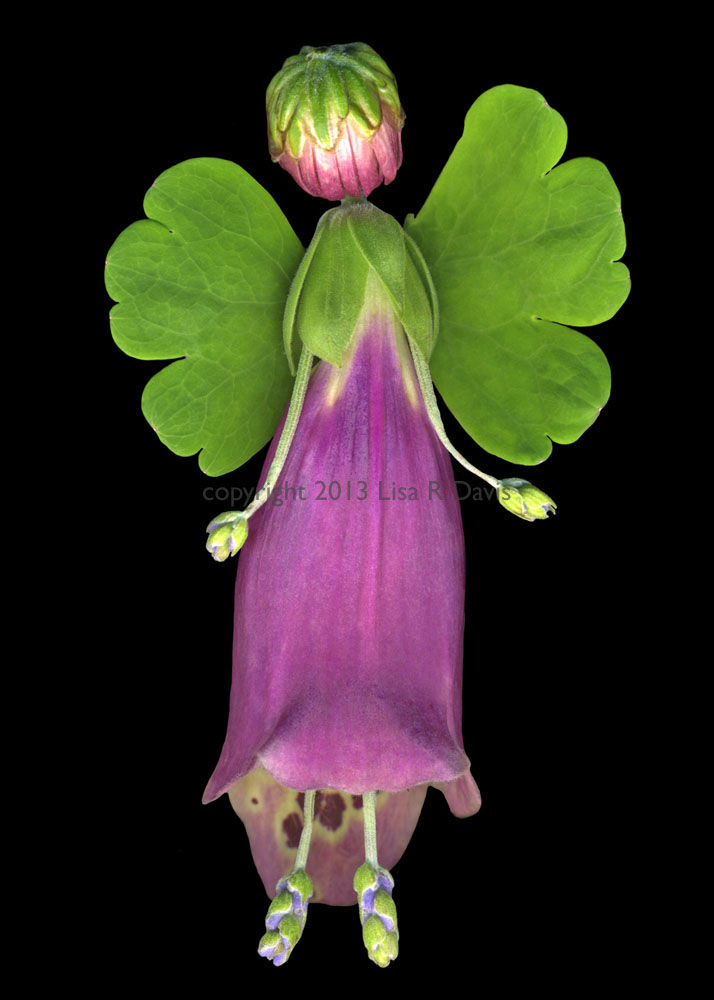22FA Tess Foxglove