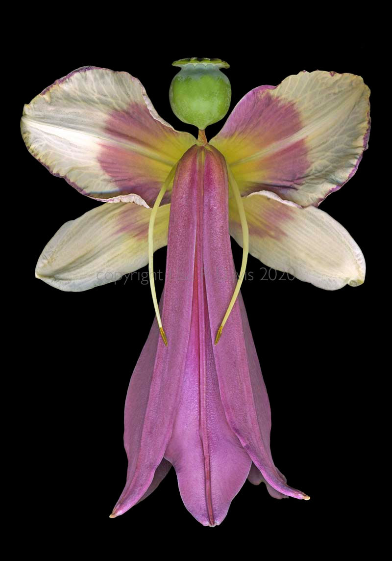 47FA Lily