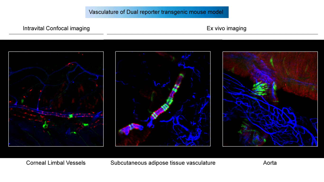 mouse-imaging-examples-for-website.gif