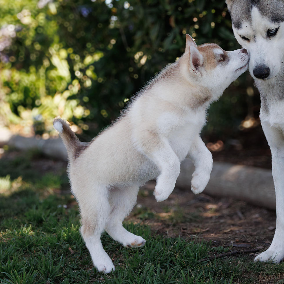 Puppy Training Tips: A Guide to Successfully Training Your New Pup
