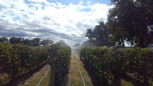 vineyard 9-27-19.jpeg