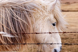 Icelandic horses