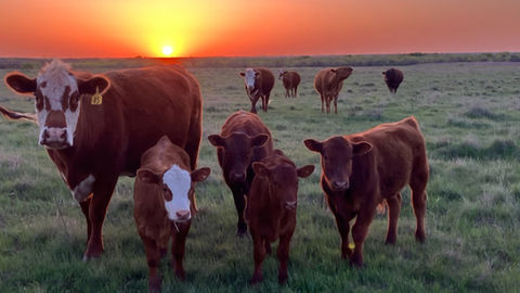 Securing the Future: Mandating No Net Loss and Producer Protections