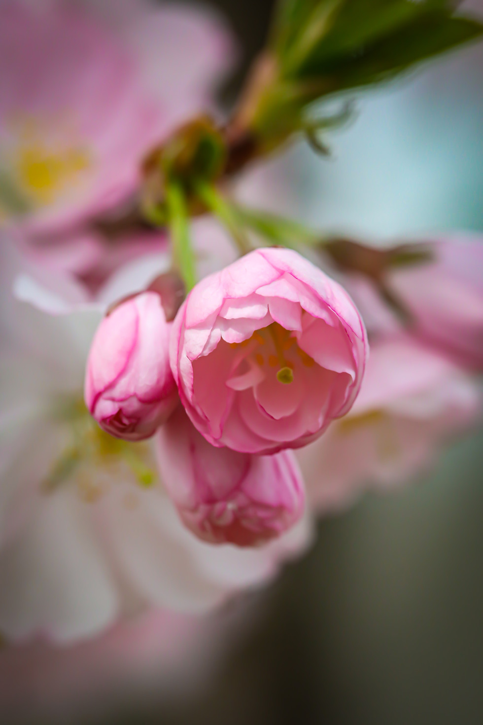 Thumbnail: Print- 4in x 6in Pink Cherry Blossoms