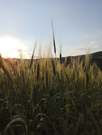 Campo di Farro.jpeg