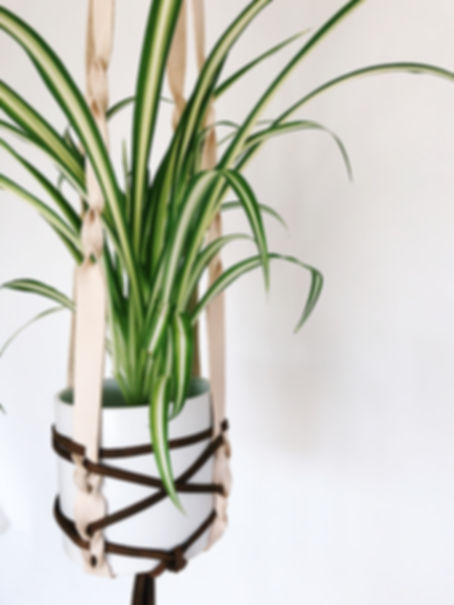 Large Plant Hanger #2