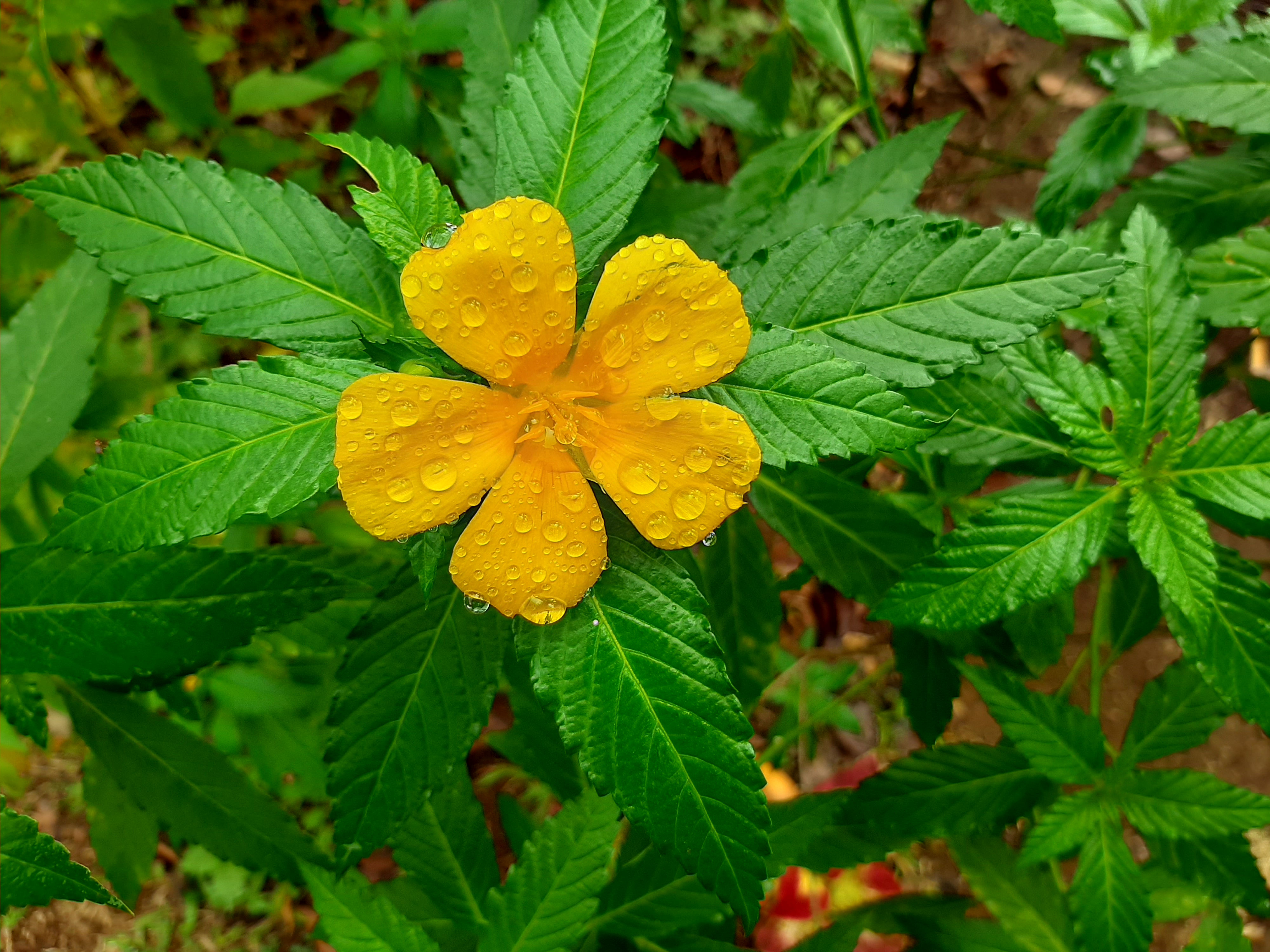 Turnera ulmifolia o aliso amarillo