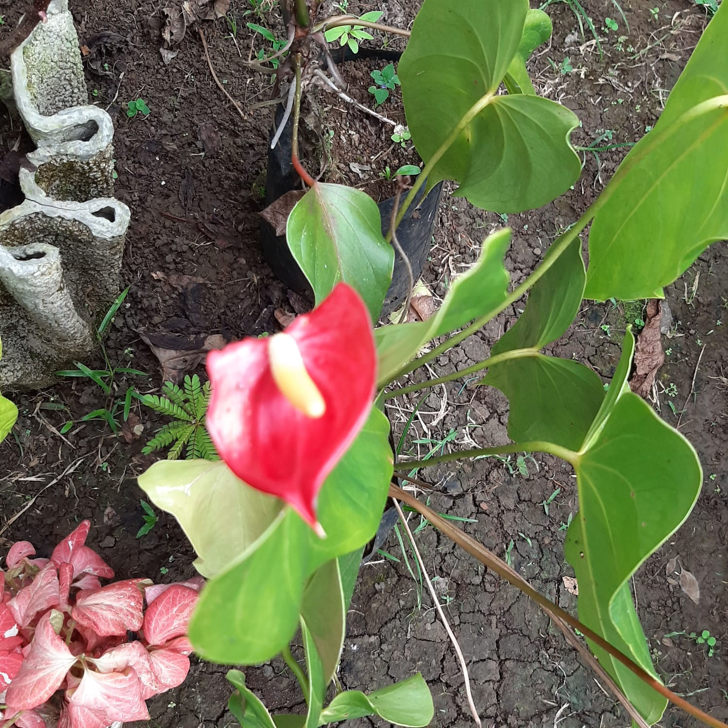 Anthurium