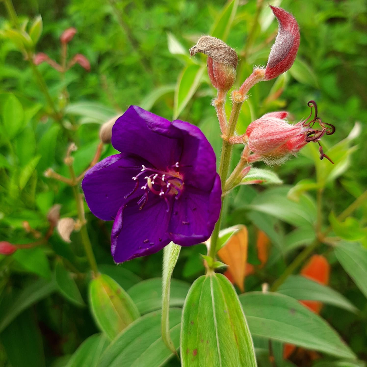 Tibouchina