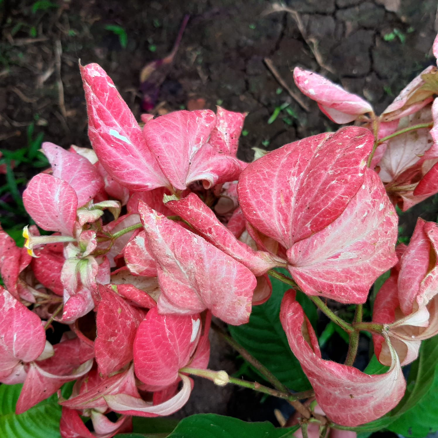 musa indra