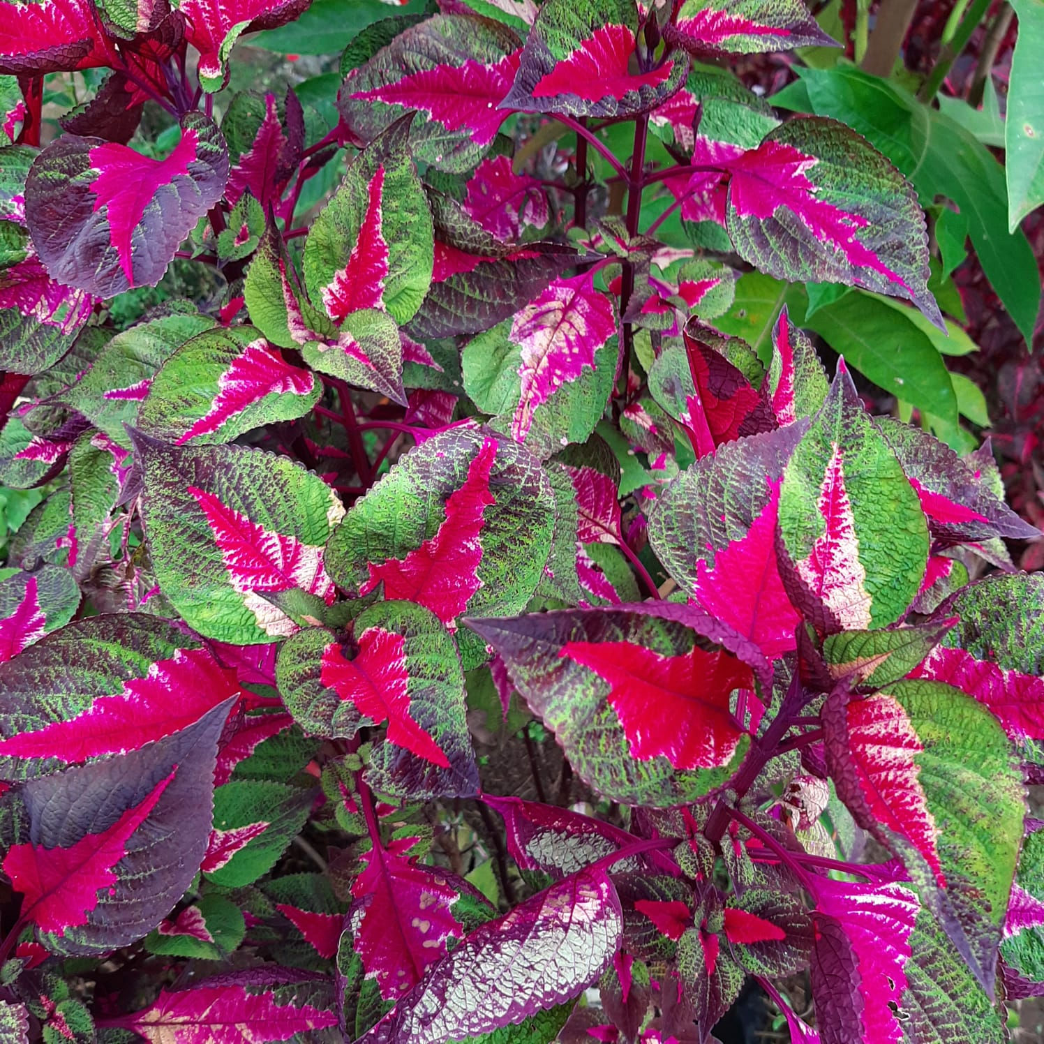 Urticaceae