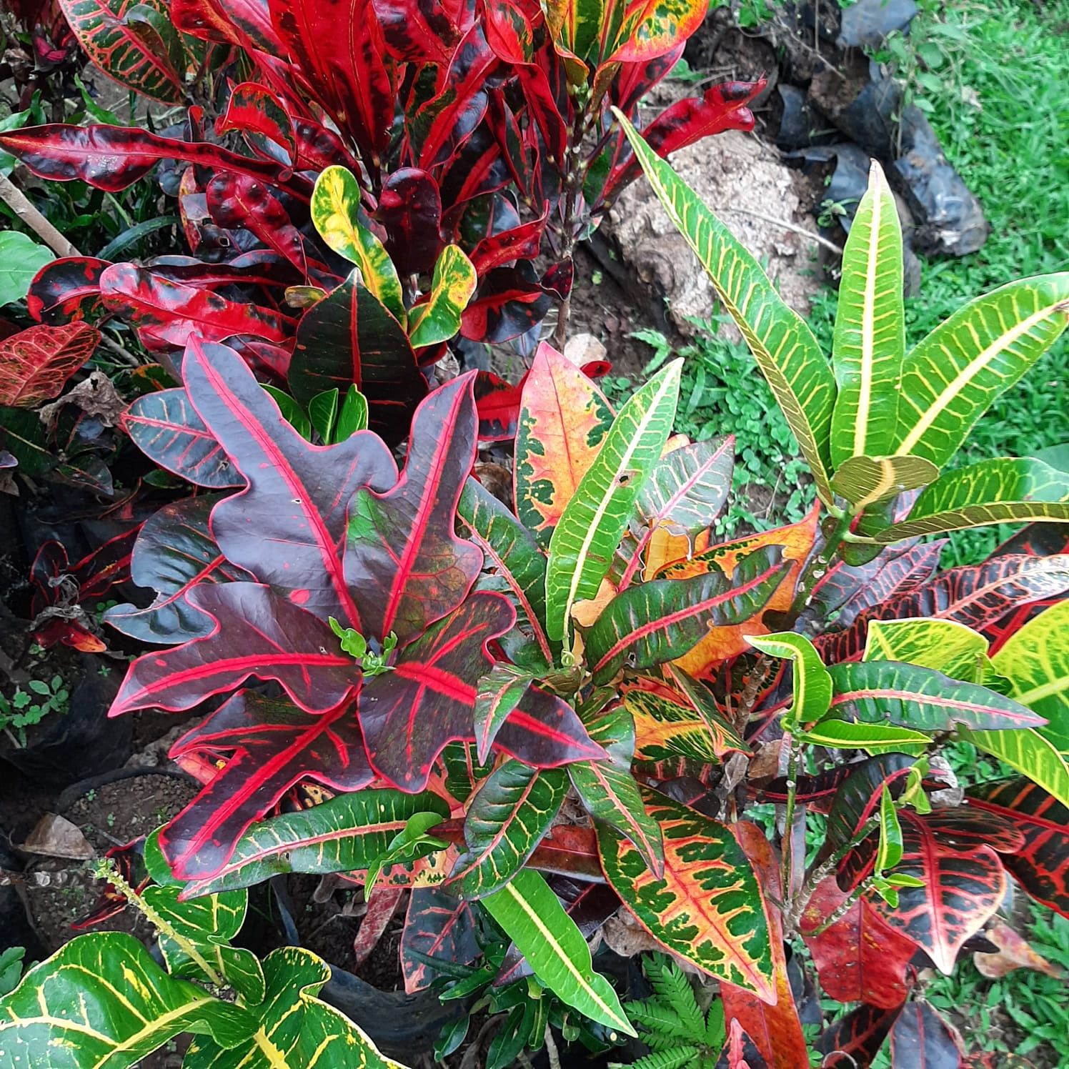 garden croton
