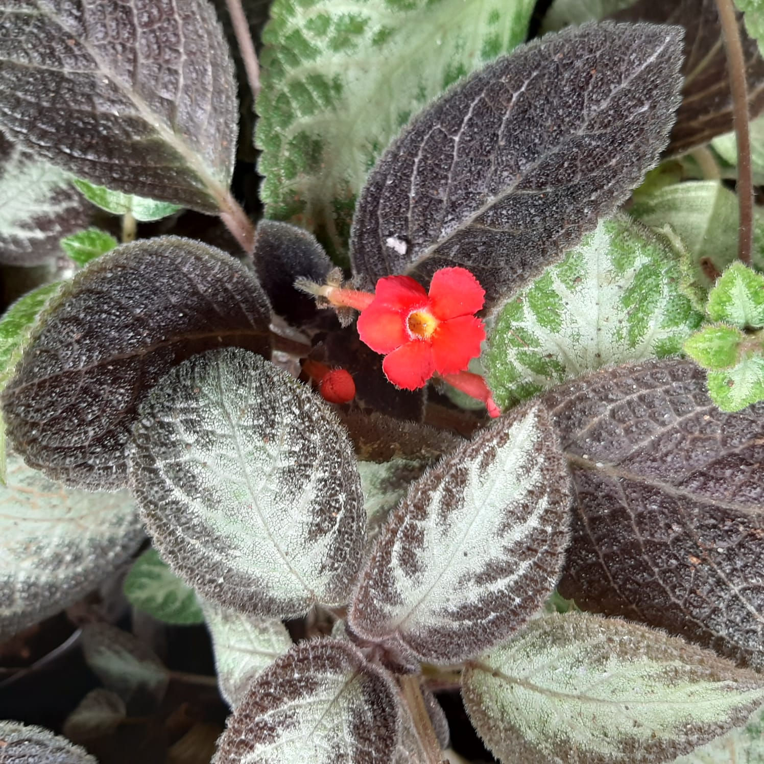 Begonia negra