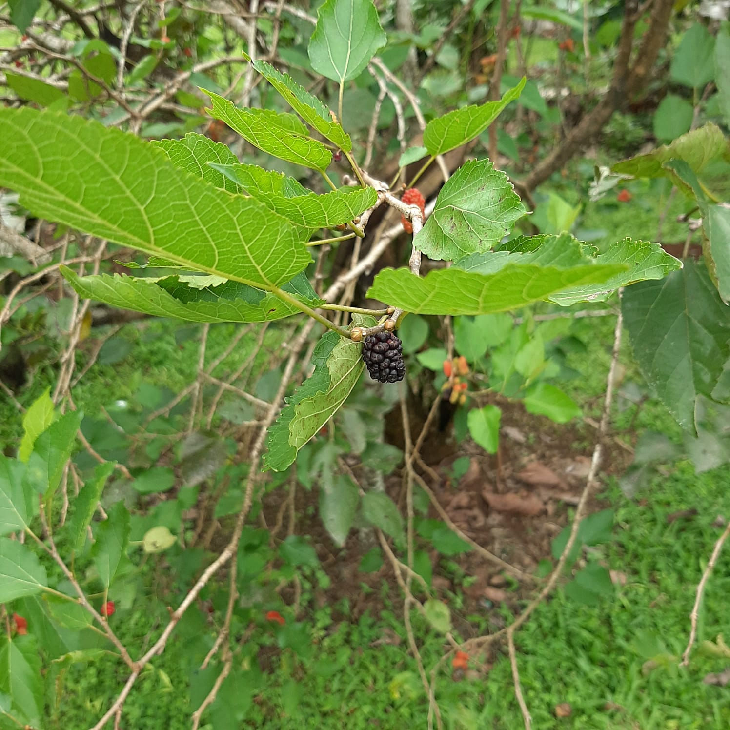 Moras