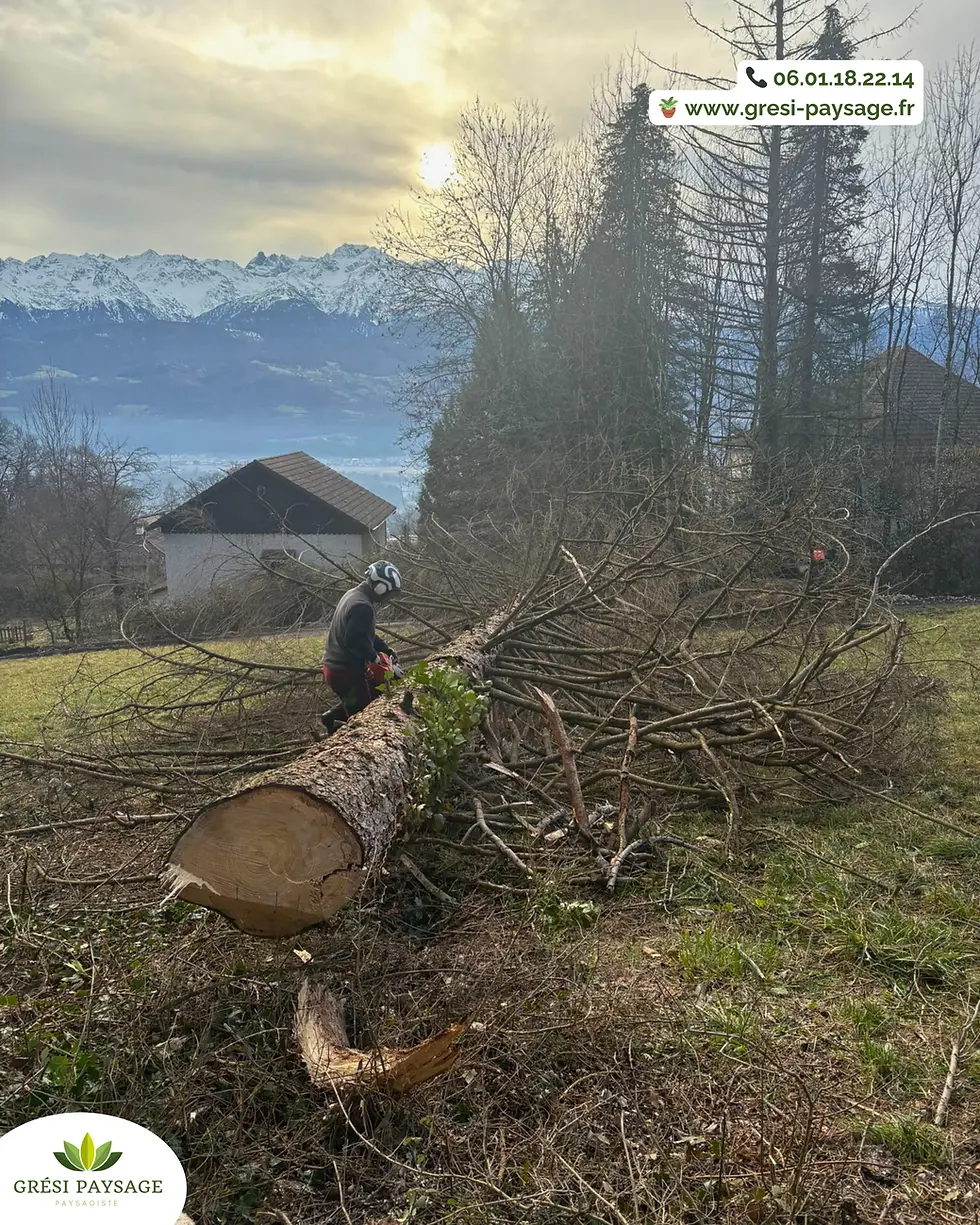 Abattage d'un sapin par un paysagiste de Grési Paysage avec vue sur les Alpes enneigées du Grésivaudan