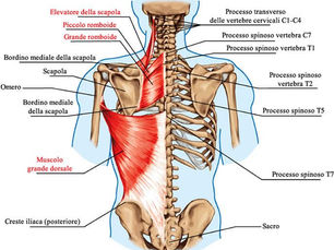 SCAPOLA: