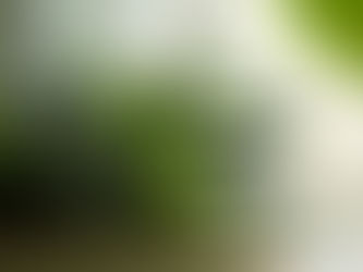 ALOE:'' la pianta dell'immortalità''