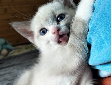 Allevamento gatti siamesi, orientali, snowshoe, Blu di russia