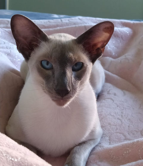 Allevamento gatti siamesi, orientali, snowshoe, Blu di russia