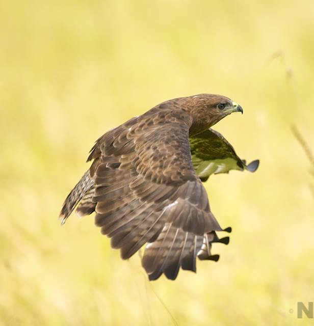 buzzard.jpg