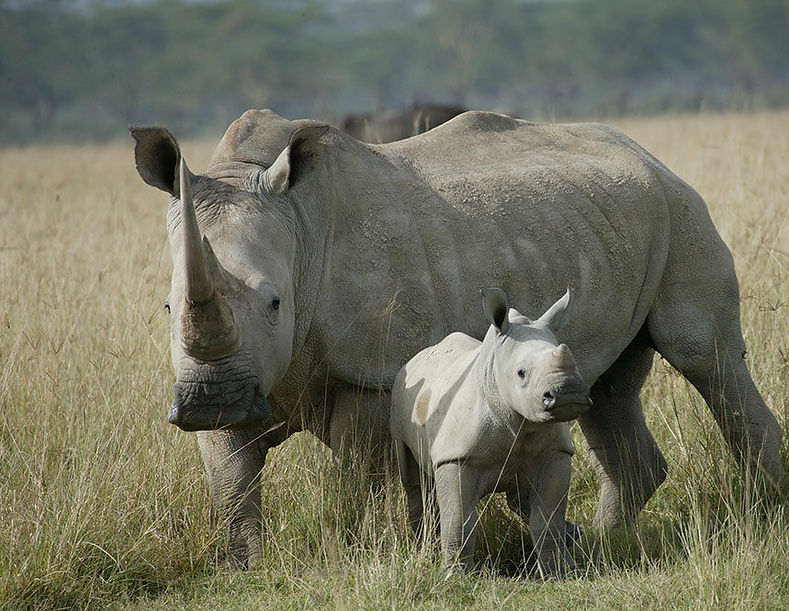 WhiRhino-RenaudFulconis2-e1602966149966.jpg