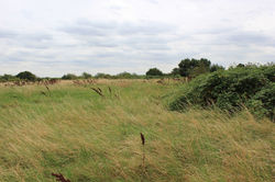 Tottenham Marshes
