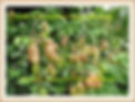 Thumbnail: CNS059 5-HTP / Griffonia Simplicifolia Seeds Extra