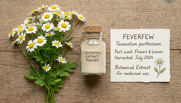 Overhead view of feverfew flowers and a small jar of pale plant extract powder.