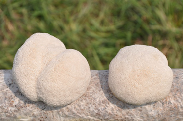 Organic Powder Lion's Mane powder.png