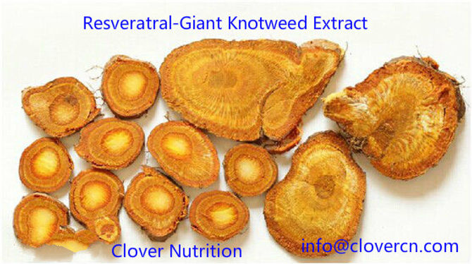 Giant Knotweed Extract,